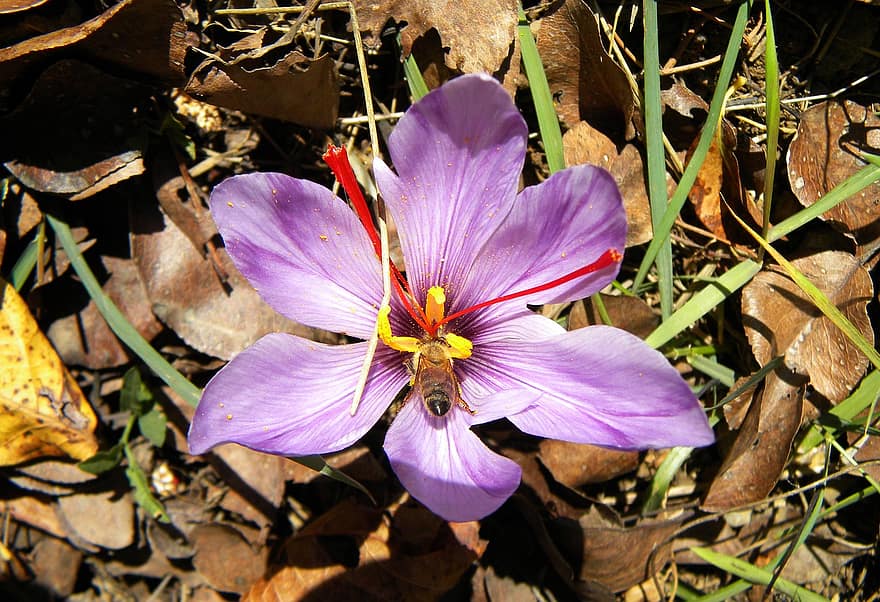 サフラン、花、蜂、昆虫、受粉、花粉、秋クロッカス、紫色の花、咲く、工場、自然