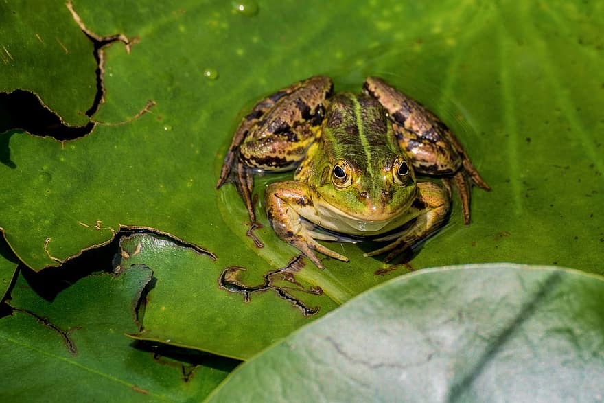 Frog, Lily Pad, Garden Pond, Nature, Water, Water Frog, Green, Amphibians, Frog Pond, Biotope, Water Creature