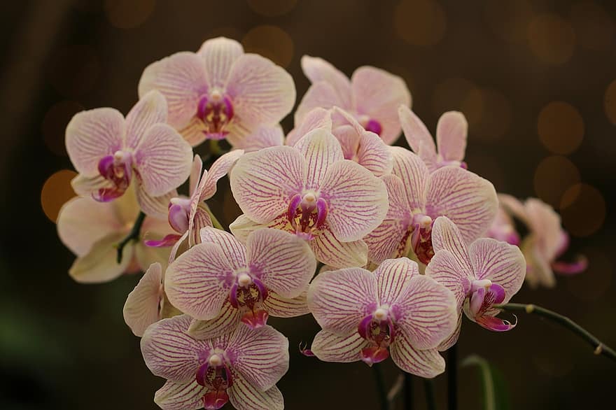 las flores, orquideas, plantas, naturaleza, flora, macro, floración, flor, orquídea, planta, de cerca