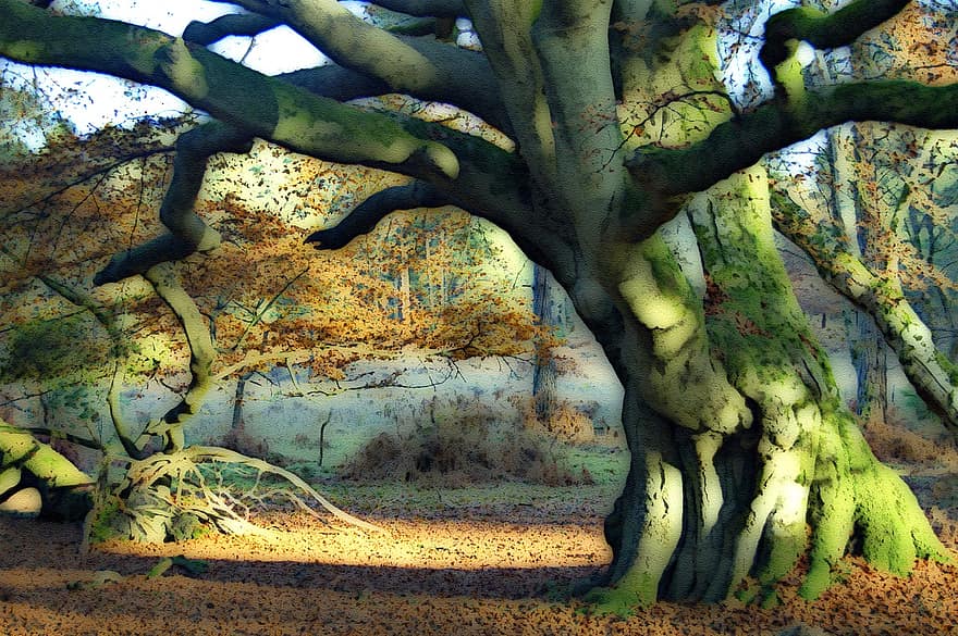 strom, buk, starý, podzim, les, listy, větev, Příroda, krajina, malování, tvořivost