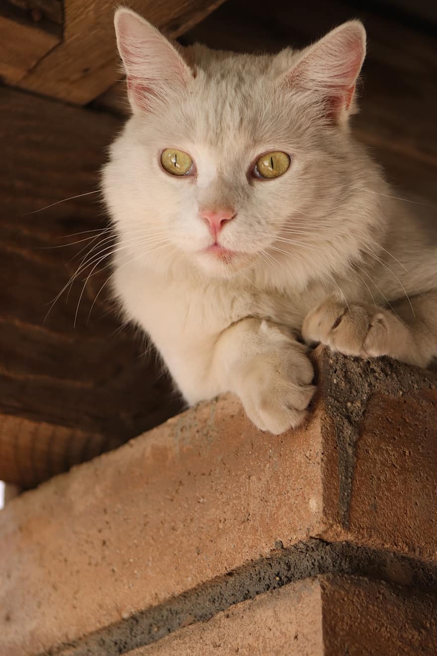 gat, blanc, gatet, mascota, animal, felí, bonic, adorable, nacional, gat blanc, mirant