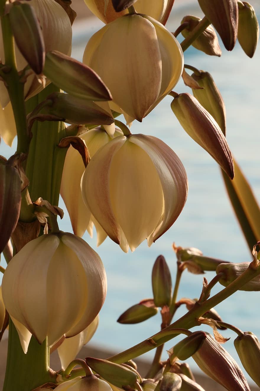 floare, acul lui Adam, yucca filamentosa, plantă, Yucca