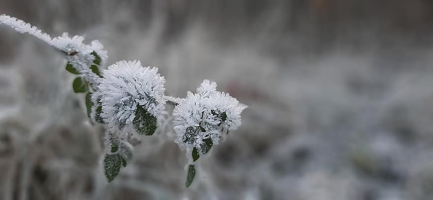 cristales de hielo, invierno, escarcha, naturaleza, semillas, macro, de cerca, planta, temporada, hoja, nieve
