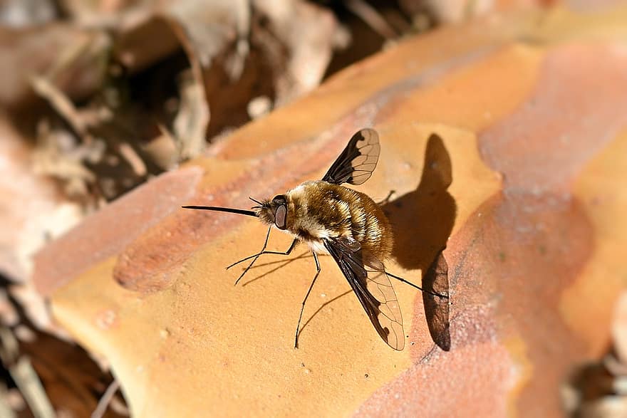 bombyliidae, mosca de abeja, volador, insecto, ala, bosque, naturaleza