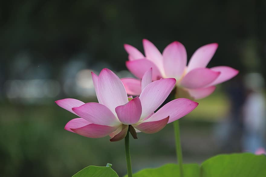 Lotus, Blumen, pinke Blumen, rosa Blütenblätter, Lotusblumen, Pflanzen, Seerose, Wasserpflanzen, Flora, Blühen, blühend