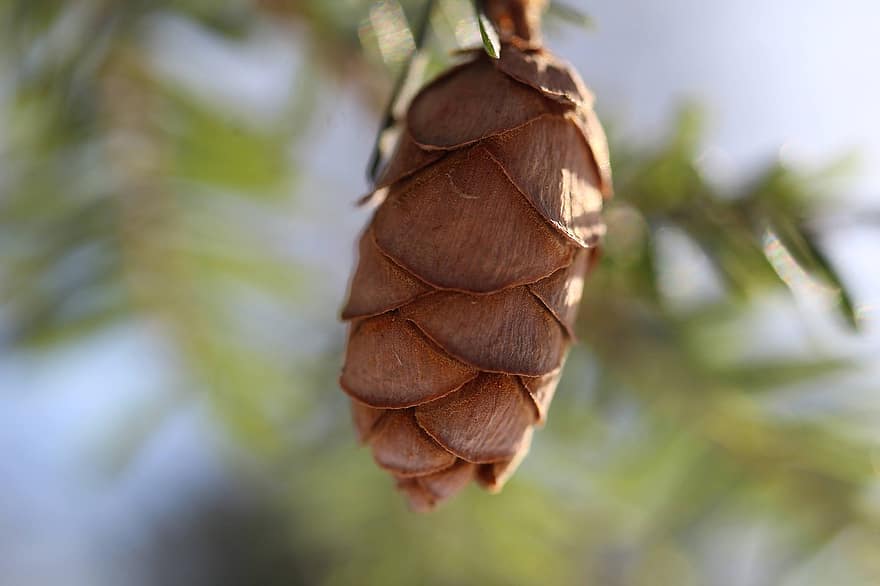 Nature, Pine Cone, Close Up, close-up, leaf, plant, macro, green color, tree, forest, summer