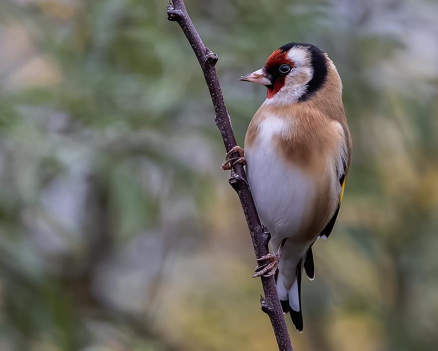 goldfinch, paukštis, gyvūnas, carduelis carduelis, laukinės gamtos, plunksnos, filialas, sėdi, snapas, pobūdį, paukščių stebėjimas