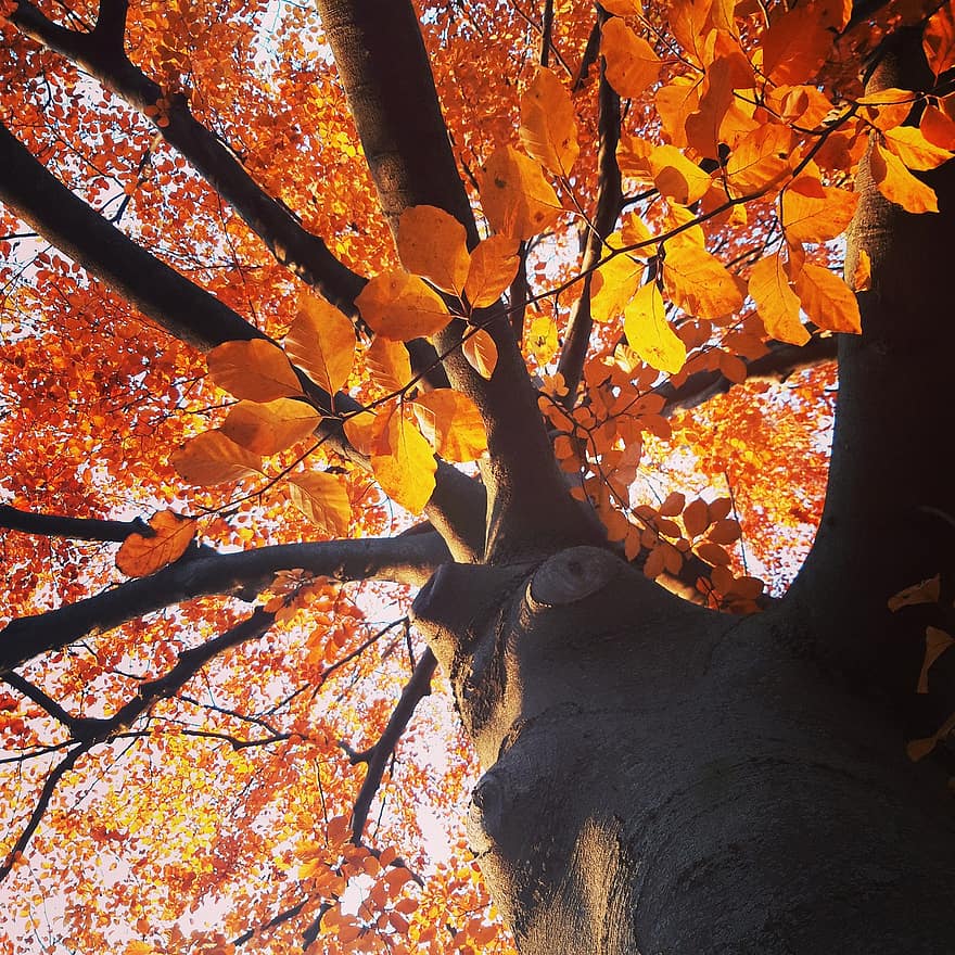medis, rudenį, pobūdį, lapai, bagažinė, šakos, ruduo, mediena, miškas, geltona, sezoną