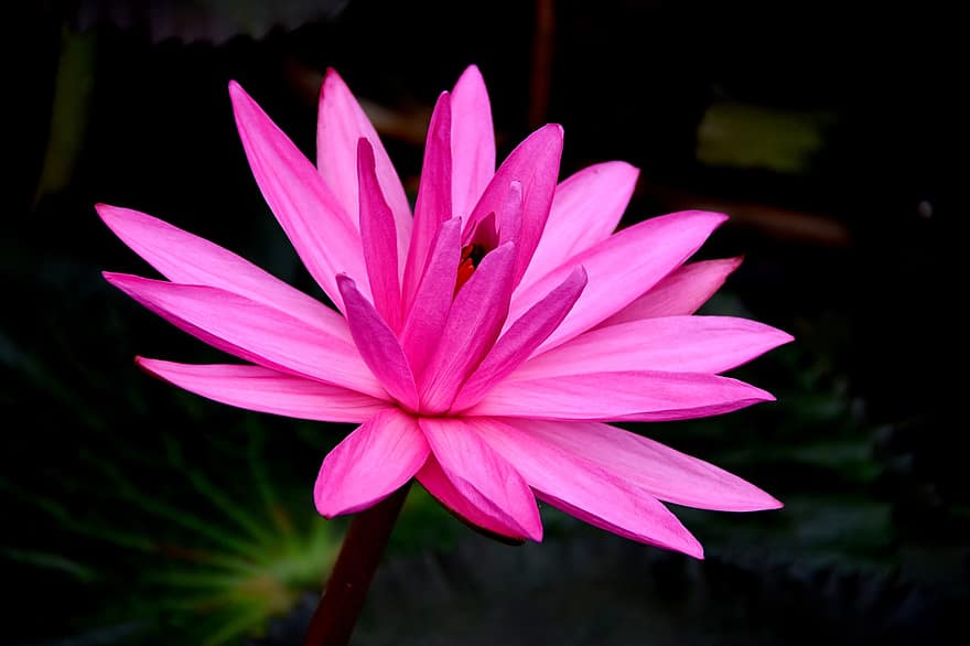 Water Lily, Flower, Pink Flower, Plant, Petals, Aquatic Plant, Bloom, Blossom, Flowering Plant, Flora, Nature