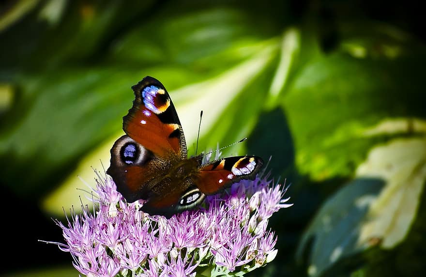 Flower, Butterfly, Pollination, Insect, Entomology, Species