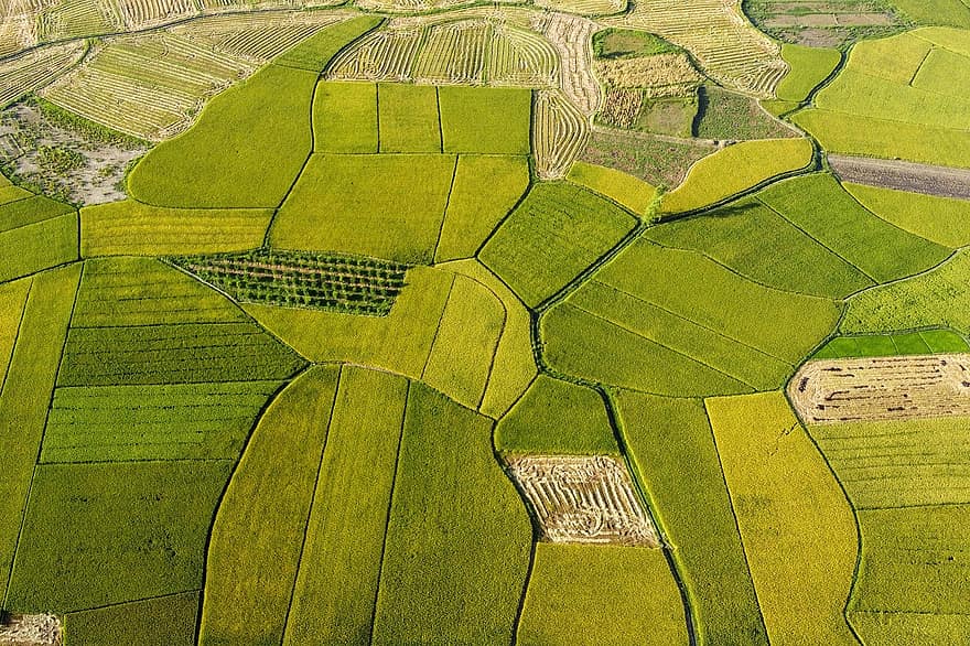 rýže, pole, zemědělství, hospodařit, letecký pohled, venkovské scény, krajina, přistát, vysoký úhel pohledu, tráva, zelená barva