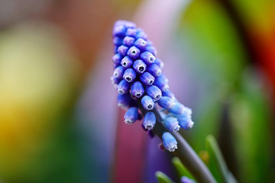 drue hyacint, blomst, plante, Muscari, flor, blomstre, flora, lyse, haveplante, have, natur