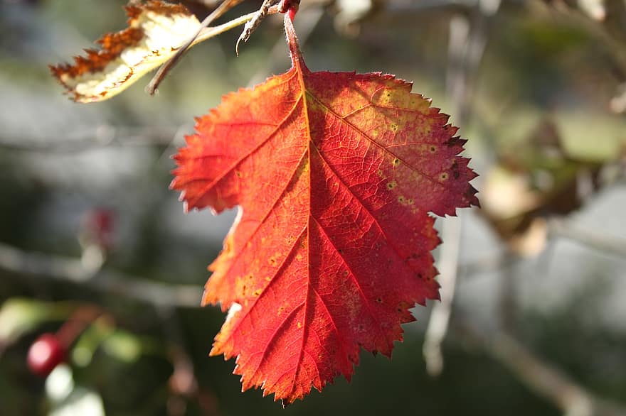 лист, завод, падать, осень, осенний лист, красный лист, ветка, дерево, природа