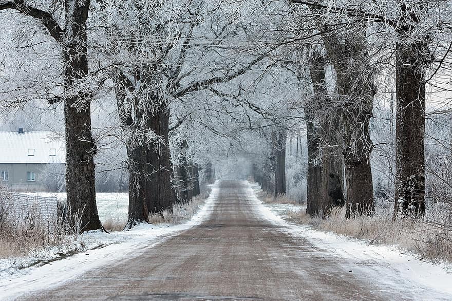 ceļš, koki, ziemā, sniegs, aleja, auksts, sala, ledus, koks, mežs, sezonā