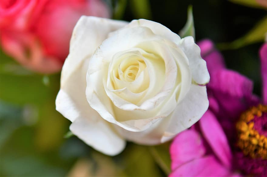 ruusu-, kukka, kasvi, valkoinen ruusu, valkoinen kukka, kukinta, koristekasvi, kasvisto, luonto, puutarha