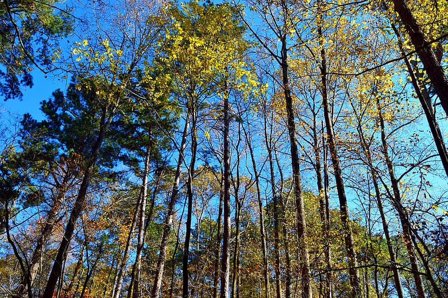 medžiai, miškas, rudens lapai, rudenį, vanduo, pobūdį, ruduo, spalvinga, lauke, medis, geltona