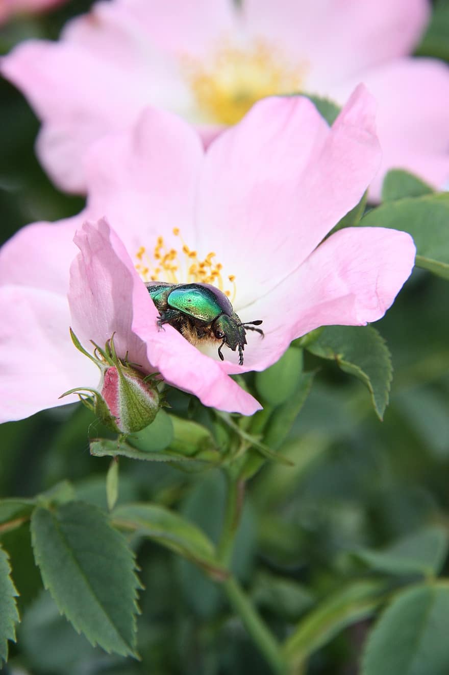 Rose Beetle, Insect, Dog Rose, Beetle, Animal, Wild Rose, Flower, Plant, Garden, Nature