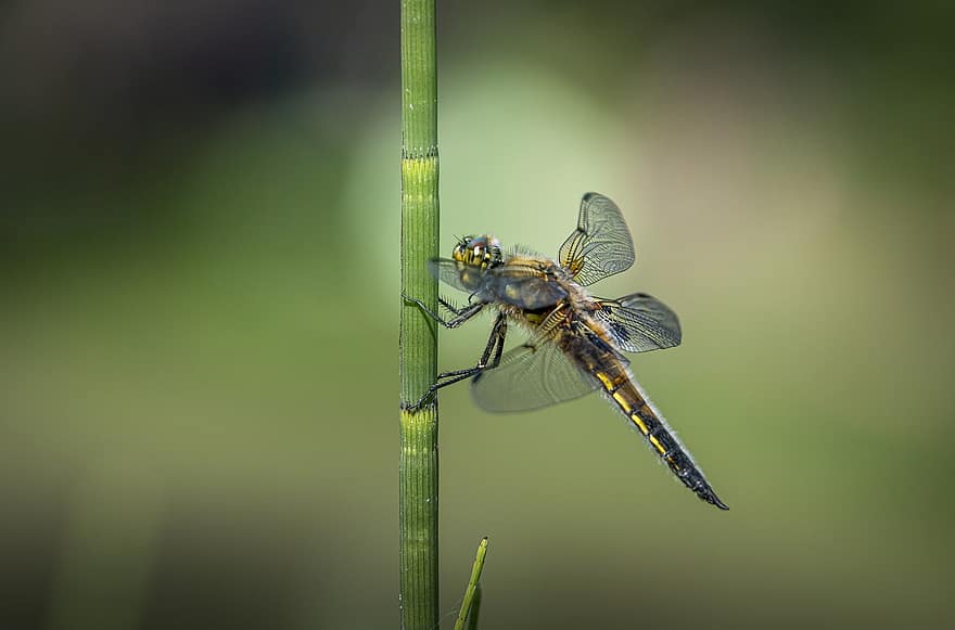 dragonfly, insekt, Fire-spotted Chaser, Fireflekket skimmer, libellula quadrimaculata, dyreliv, makro