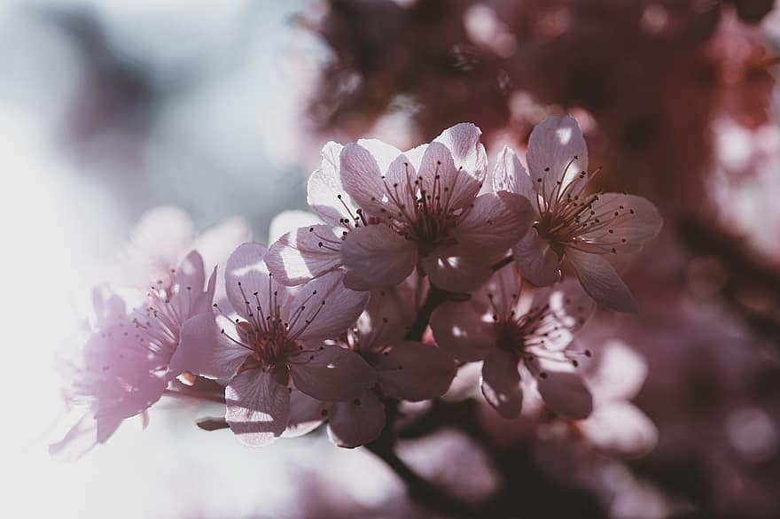 フラワーズ、梅の花、春、シーズン、自然、プラム、花びら、花粉症を引き起こす蘭、果樹