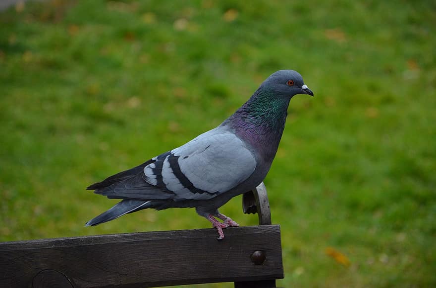 Pigeon, colombe de roche, pigeon, Pigeon commun, la nature, animal, ornithologie, oiseau