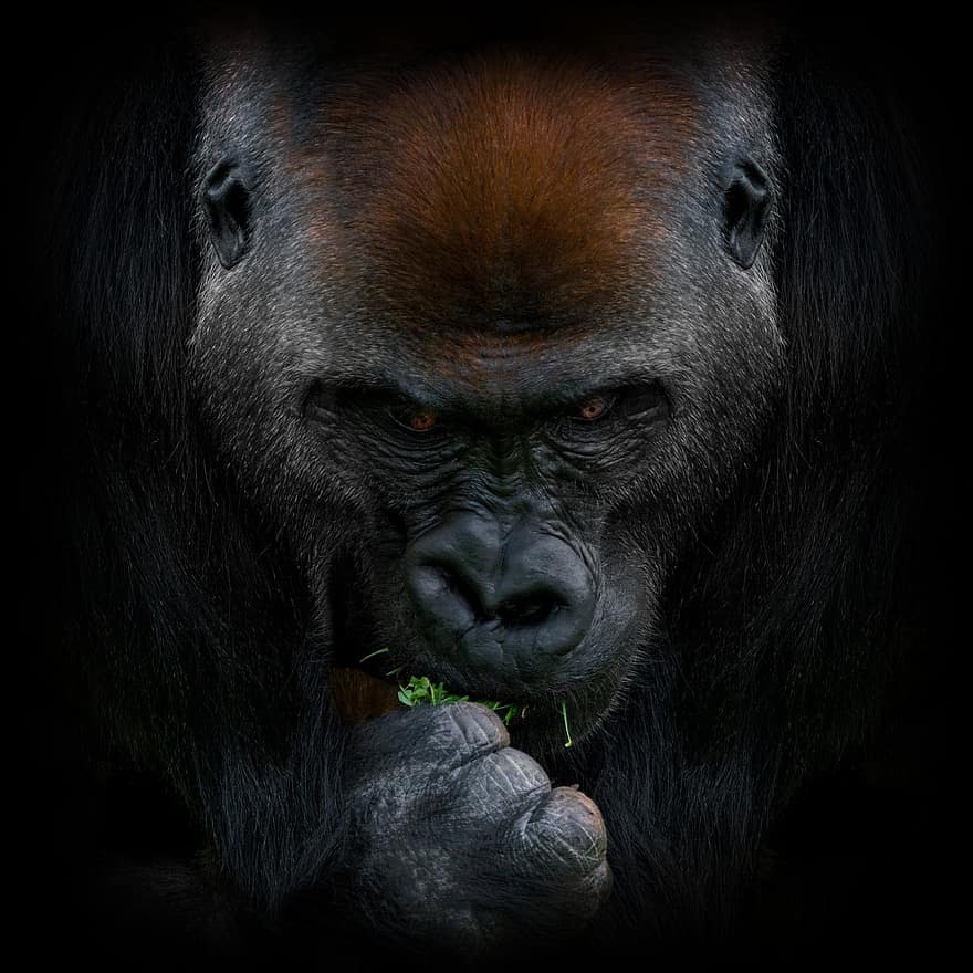 gorilla, ape, primat, vill, vilt dyr, pattedyr, dyr, dyr verden, dyreliv, villmark, dyreliv fotografering