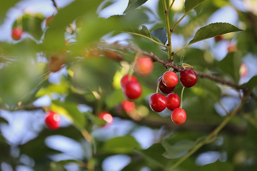 вишни, плодове, клон, череши, зреене, дърво, пружина, свежест, листо, лято, зелен цвят
