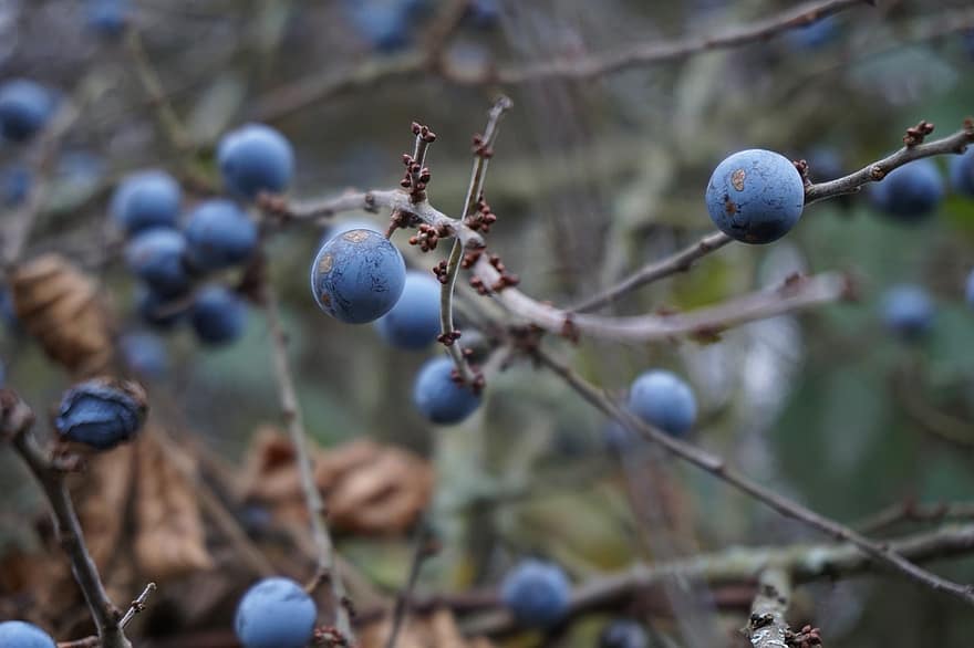 Berry, Shrub, Bush, Winter, Fruit, Close Up, Macro, Plants, Branches, Blue