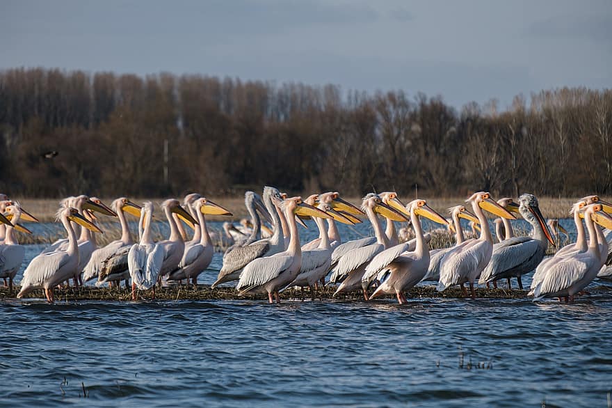 pelikanai, paukščių, upė, gyvūnams, laukinės gamtos, snapas, plunksnos, pobūdį, paukščių stebėjimas, Dunojaus delta, šlapžemės