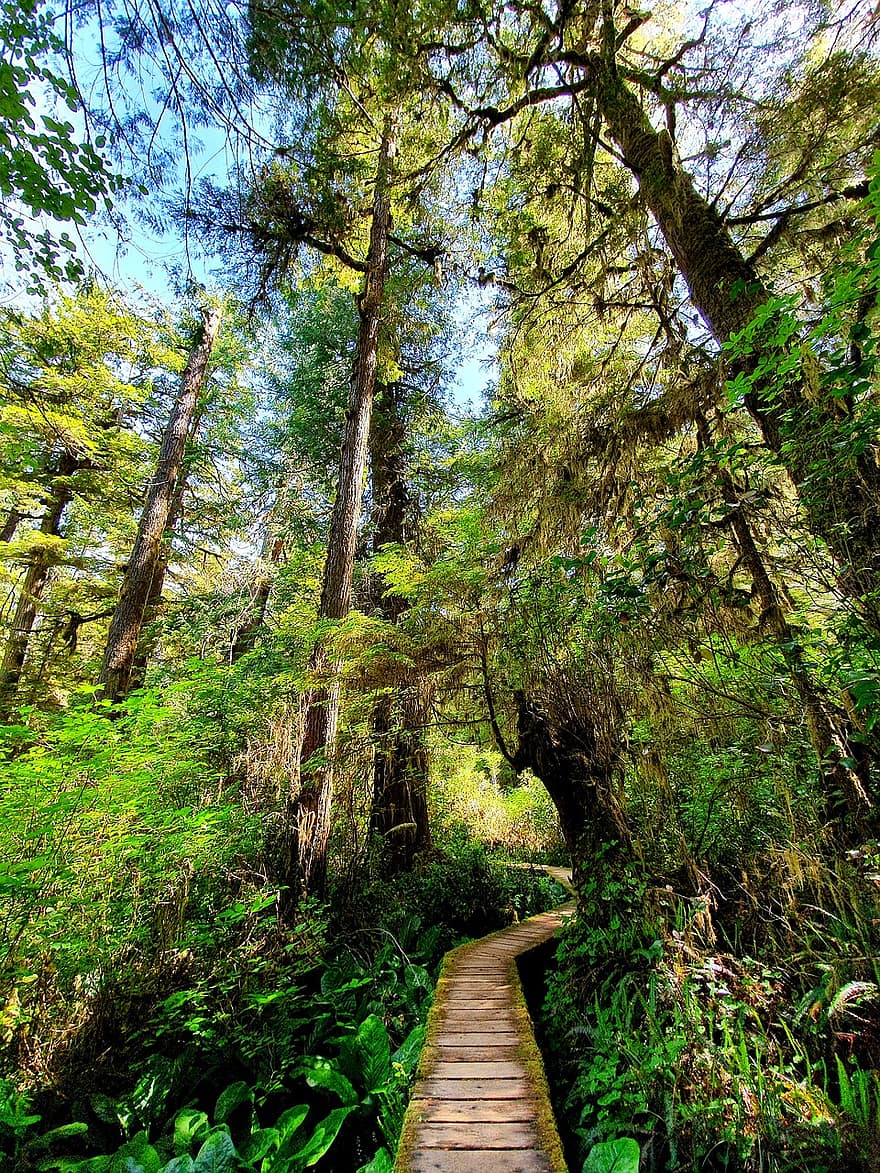 esőerdő, erdő, séta, pihenés, fából készült pálya, sétány, vadon, Kanada, magas fák, friss levegő, utazás