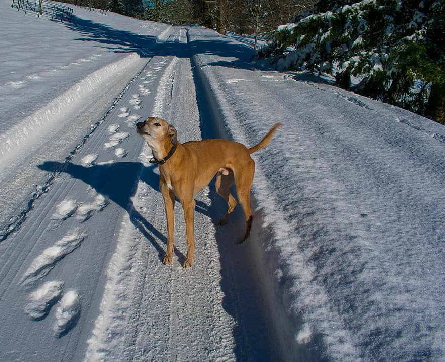 hund, canine, kjæledyr, innenlands, skotsk hund, snø