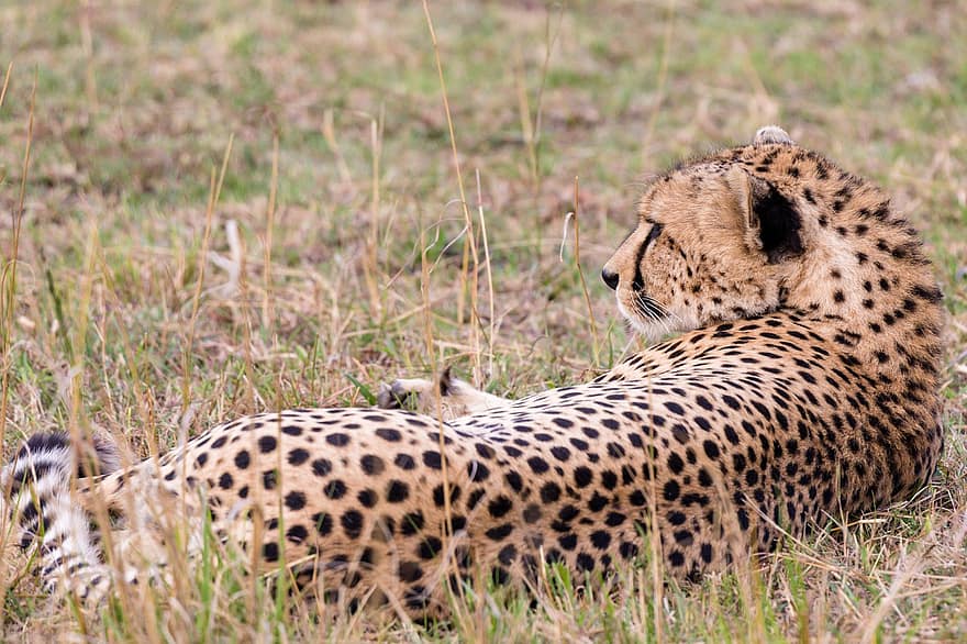 gepardi, eläin, safari, nisäkäs, iso kissa, villieläin, saalistaja, villieläimet, eläimistö, erämaa, luonto