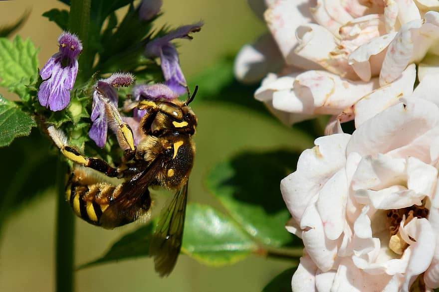 квіти, бджола, запилення, запилюють, крилате комаха, перетинчастокрилі, комаха, рослини, природи, сад, весна