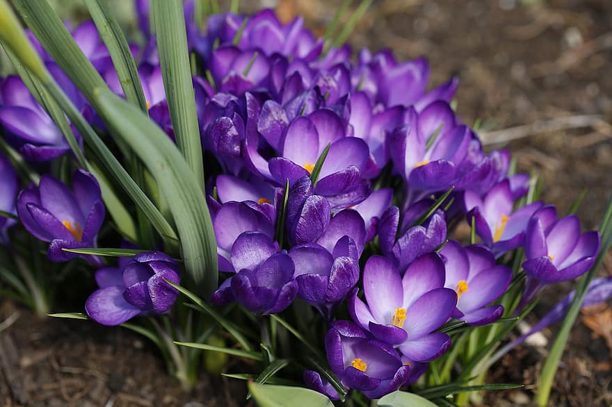 フラワーズ、クロッカス、咲く、植物学、花、自然、工場、春、閉じる、成長、紫の