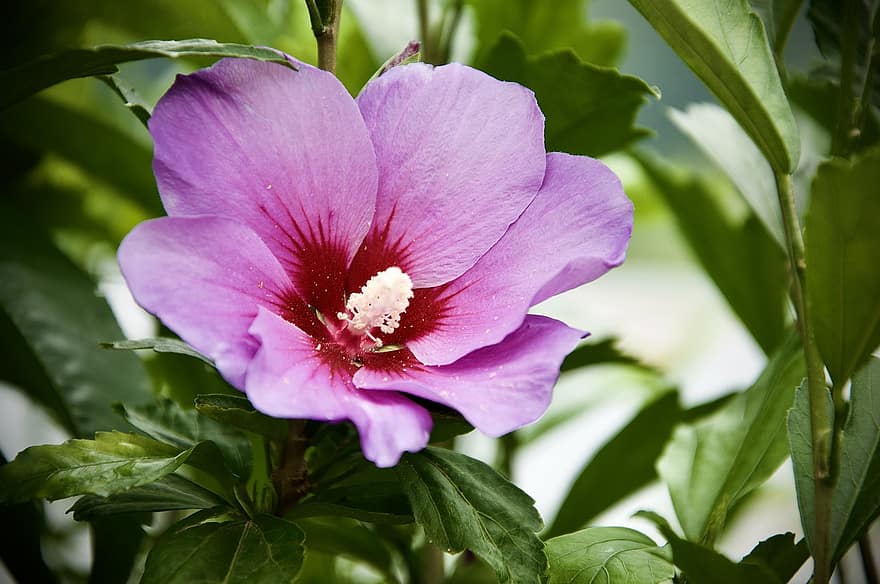 фиолетовый цветок, цвести, цветение, цветок, весна, лепестки, завод, Виолетта, аромат, сад, чайный завод