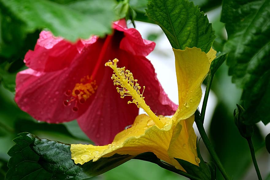 hibiszkusz, virágok, növények, sárga hibiszkusz, piros hibiszkusz, szirmok, virágzás, növényvilág, természet, levél növényen, közelkép