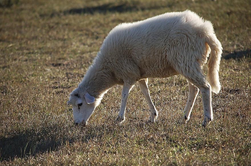 羊、動物、牧草地、ファーム、草、田園風景、農業、家畜、ウール、可愛い、若い動物