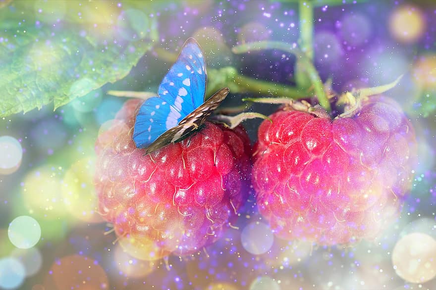 bringebær, bær, sommerfugl, bokeh, hage, natur, nærbilde, natur tapet, skrivebordsbakgrunn, multi farget, sommer