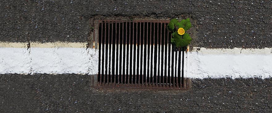 Line, Flower, Road, Asphalt, dirty, metal, close-up, steel, manhole, fence, grass