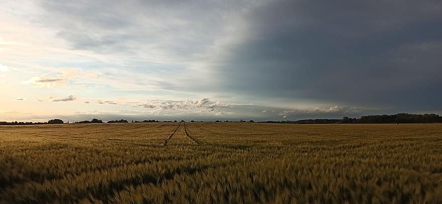 Field, Wheat, Rural, Panorama, Sky, Clouds, Farm, Farmland, Cropland, Agriculture, Wheat Field