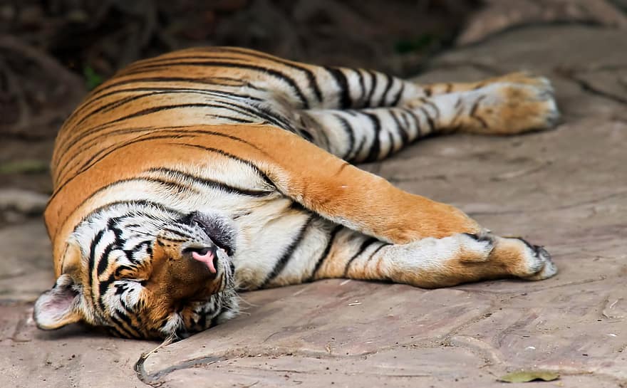 animale, tigre, mammifero, specie, fauna, Volontà, cacciatore, dormire, selvaggio, natura, tigre del Bengala