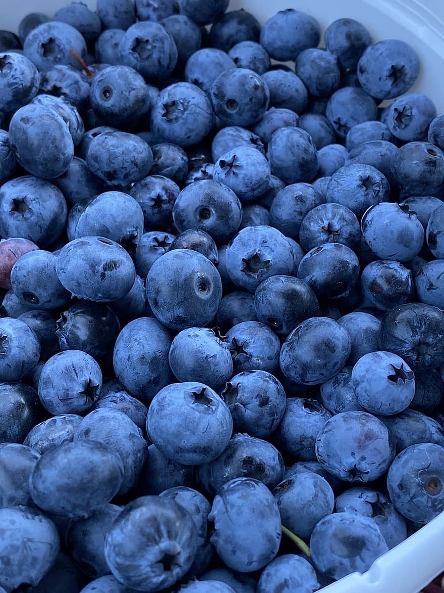 blåbær, frisk, frugt, sund og rask, saftig