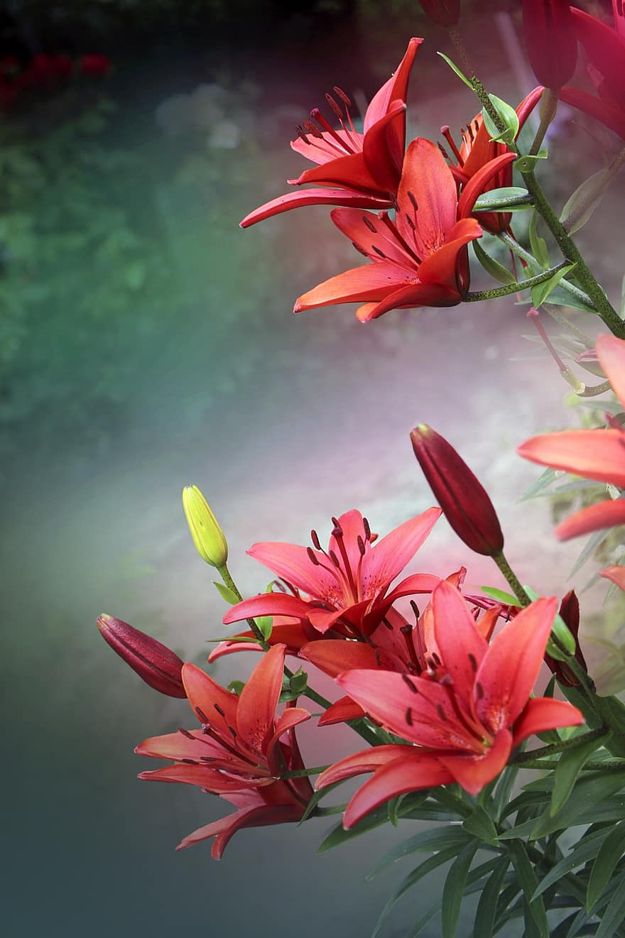 Flower, Flowers, Summer, Nature, Garden, Color, Colors, Red, Lily, Lilies, The Background