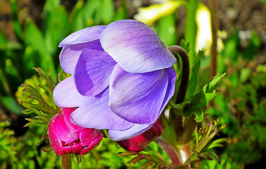 анемона, квітка, Рослина, пелюстки, пурпурна квітка, цвітіння, декоративна рослина, флора, природи, сад