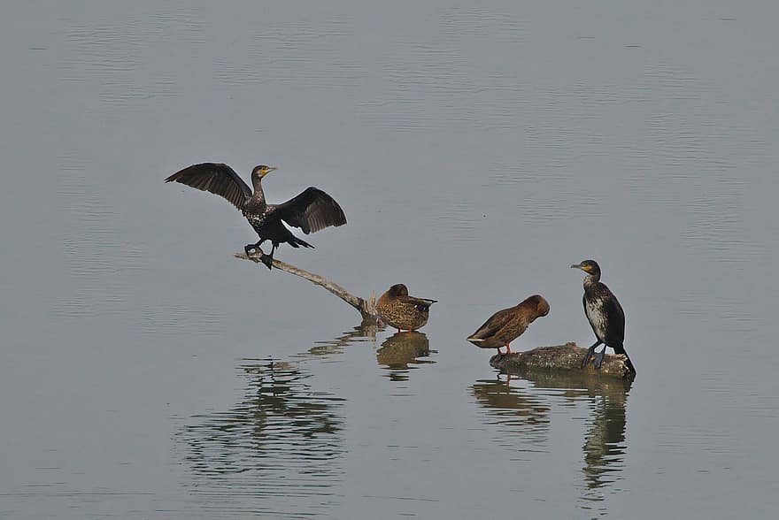 Cormorant, Wing, Water, Duck, Wildfowl