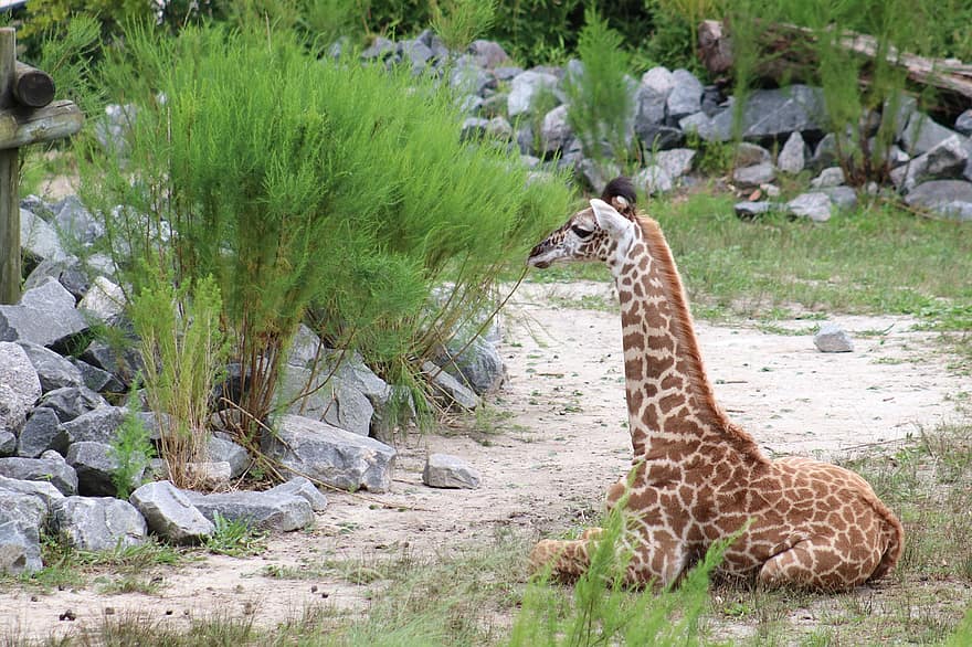 giraf, safari, natur