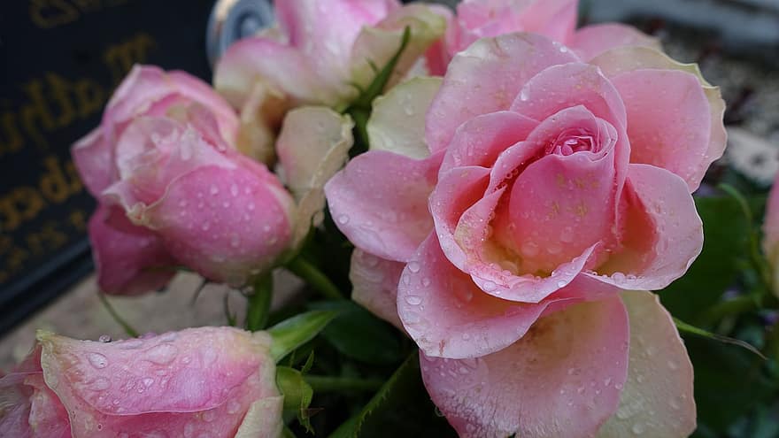 Rose, fiore, goccia di pioggia, struzzo, fiorire, fioritura, colore rosa, petalo, avvicinamento, foglia, pianta