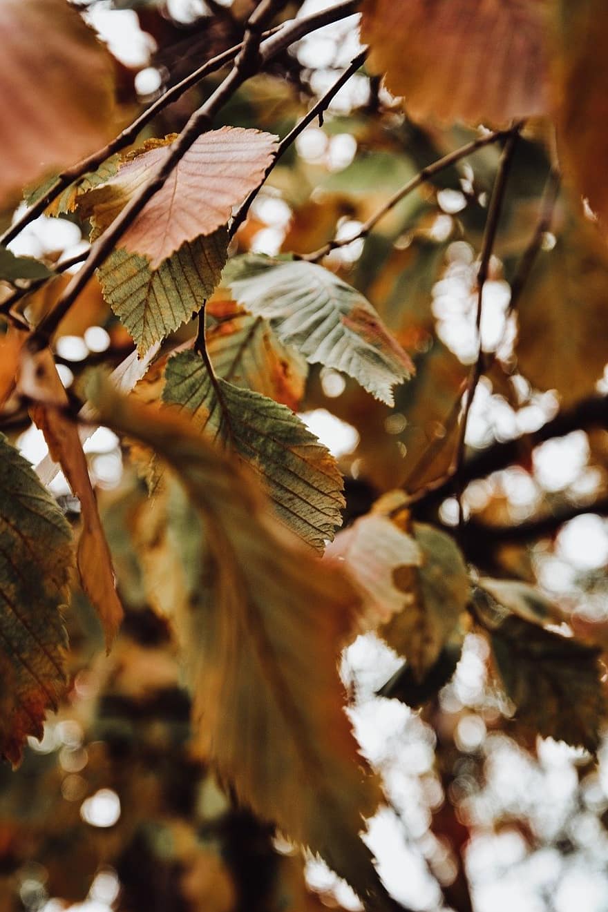 lombozat, levelek, ősz