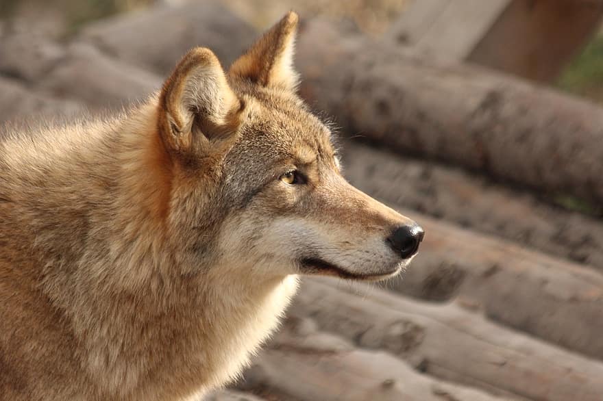 狼、動物、野生動物、カニスループス、灰色オオカミ、哺乳類、捕食者、動物相、荒野、自然