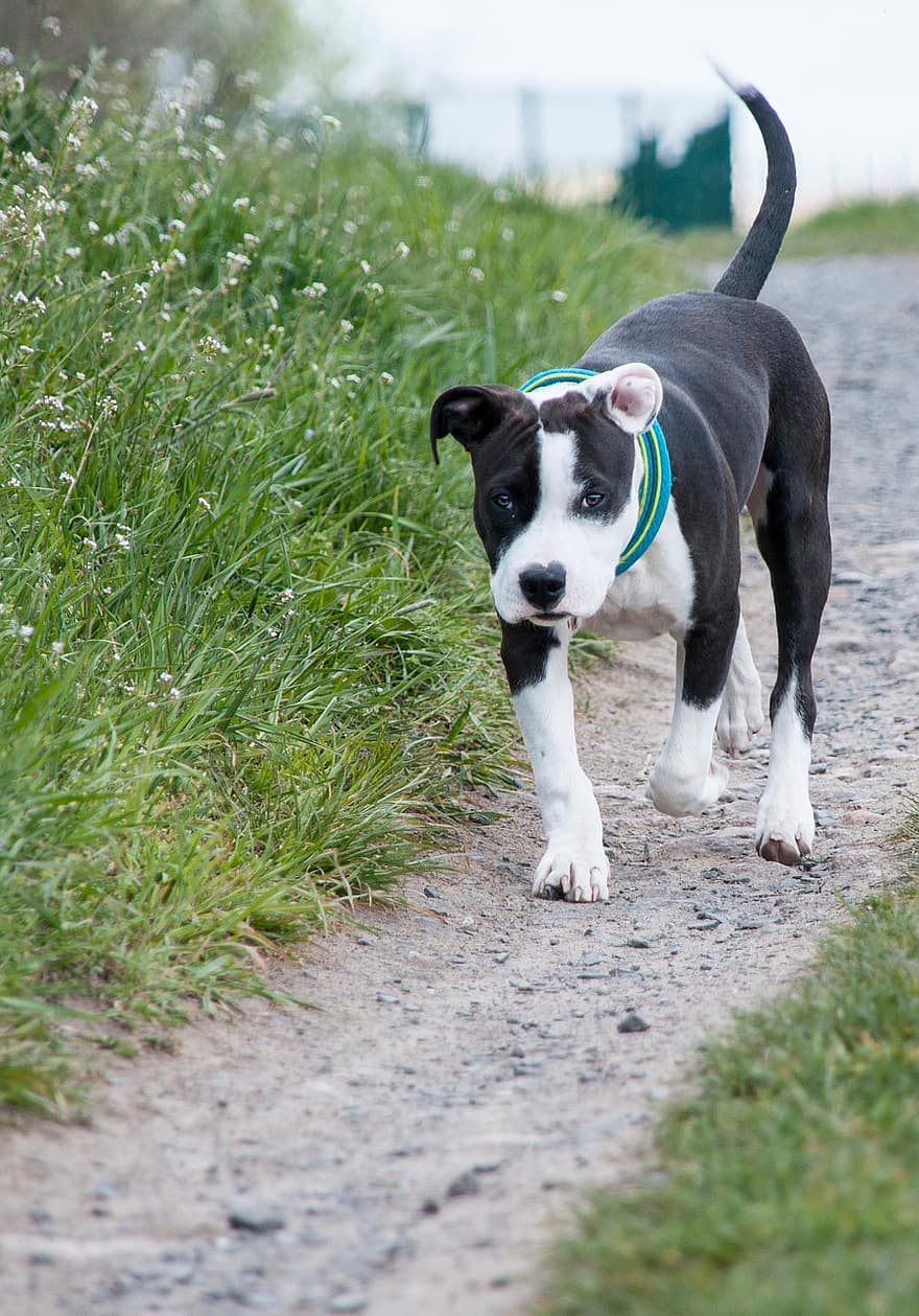 American Staffordshire Terrier, Dog, Puppy, Young Dog, Pet, Animal, Portrait, Amstaff, Dog Breed, Dog Portrait, Canine