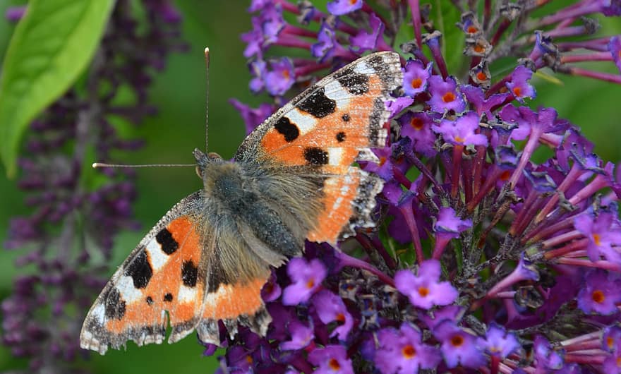 пеперуда, buddleja davidii, лято, ливада, природа, цвят, разцвет, цвете, Sauerland, remblinghausen, Meschede